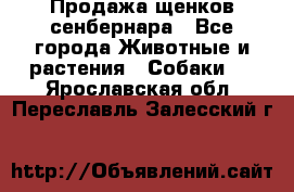 Продажа щенков сенбернара - Все города Животные и растения » Собаки   . Ярославская обл.,Переславль-Залесский г.